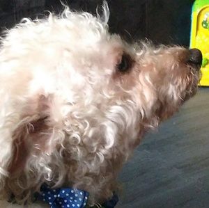 Meet your Posher, Luna